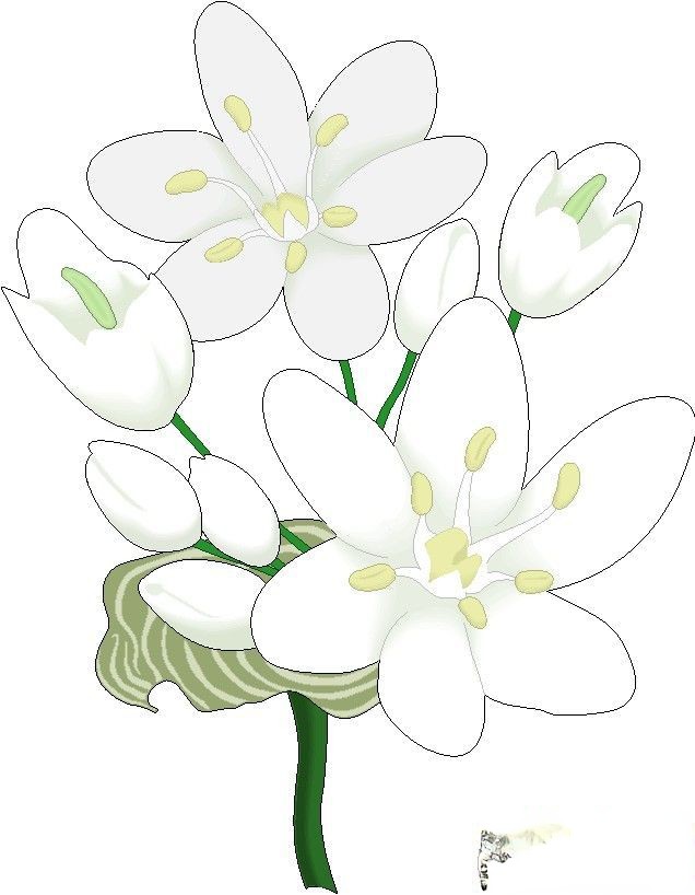白色花朵插图