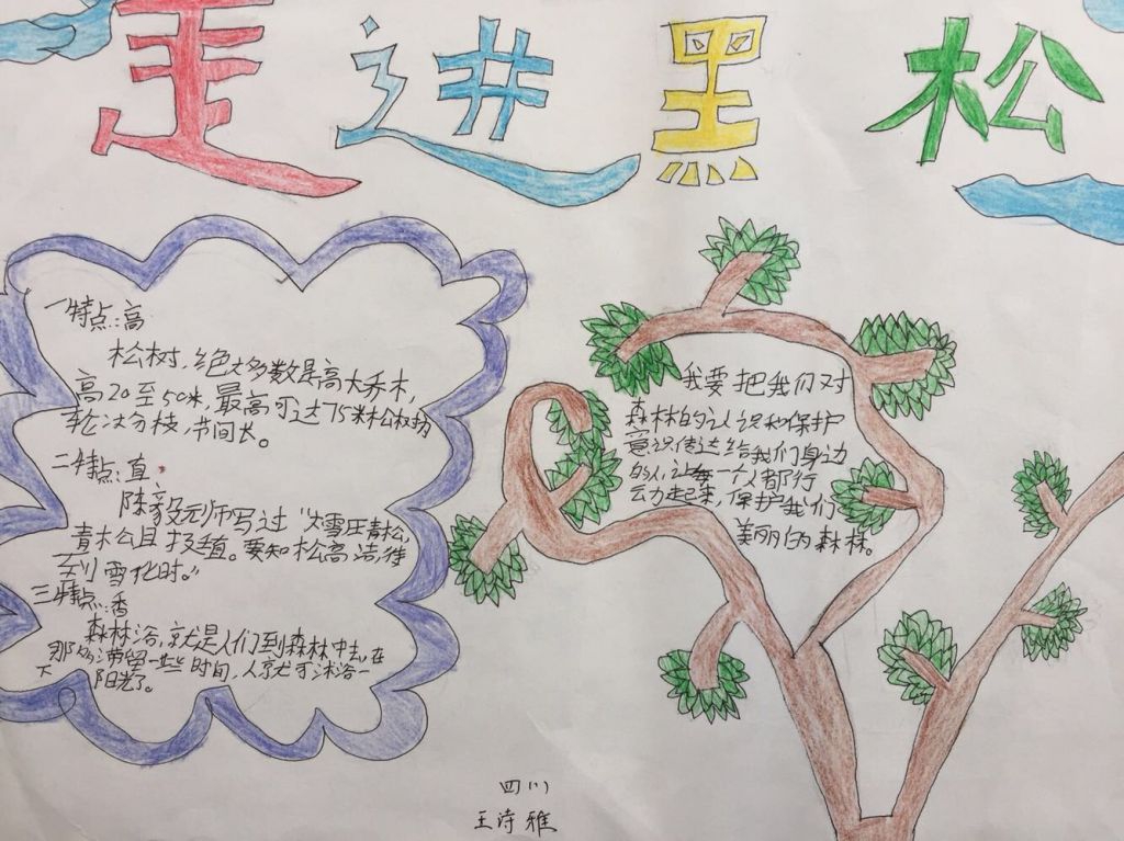 保护黑松手抄报图片大全 保护黑松手抄报图片大全