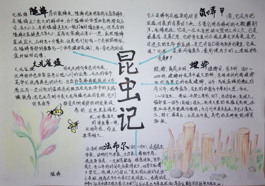简单漂亮的昆虫记手抄报,隧蜂大孔雀蝶负葬甲螳螂 简单漂亮的昆虫记手抄报,隧蜂大孔雀蝶负葬甲螳螂