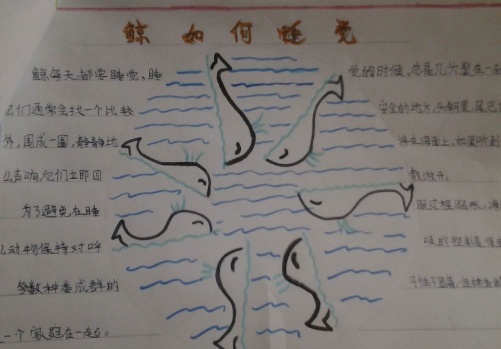 关于鲸鱼的手抄报 关于鲸鱼的手抄报
