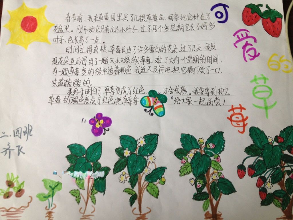 有关草莓的手抄报 有关草莓的手抄报