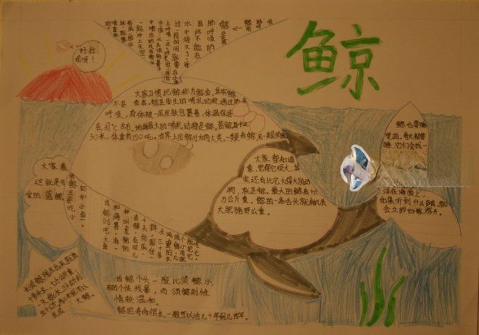关于鲸鱼的手抄报 关于鲸鱼的手抄报