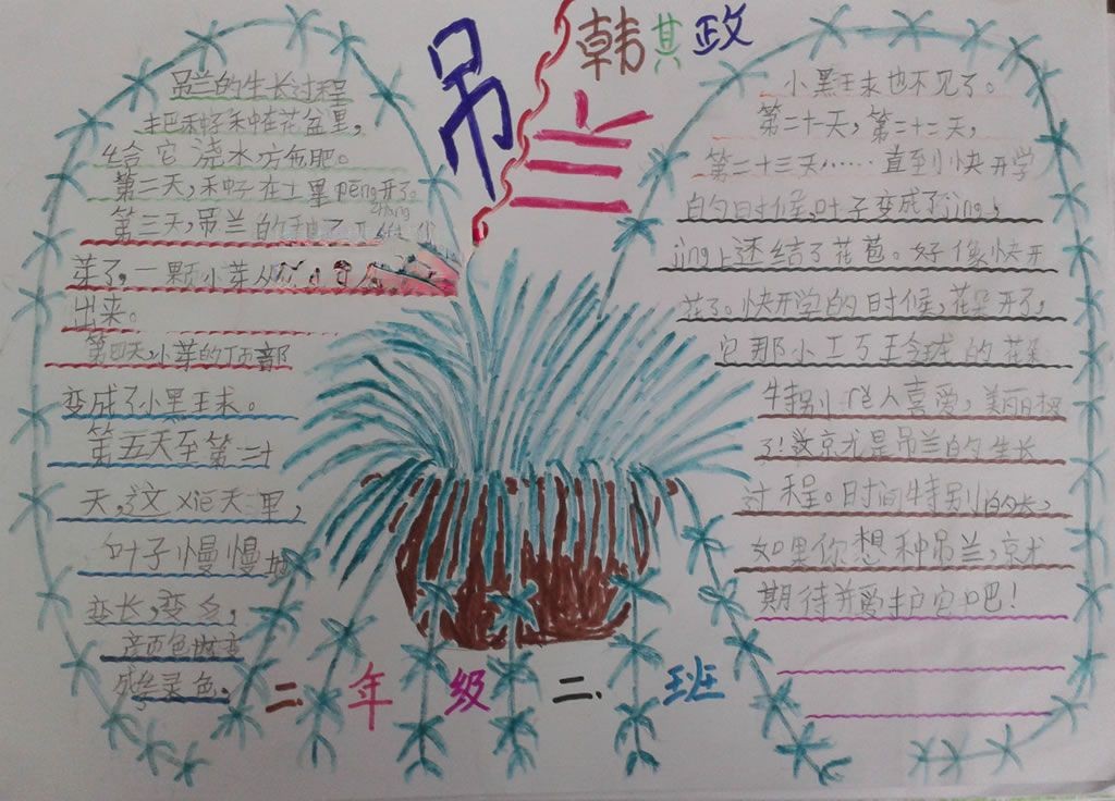 关于吊兰的手抄报作品 关于吊兰的手抄报作品